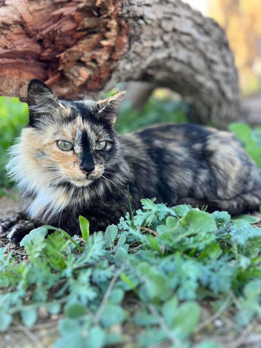 Miss_Dot's tweet photo. FREYA, menos de 3 años. 
Sana y castrada, la abandonaron en verano y tuvo bebés en una colonia donde a ella la atacan. Sus bebés fueron adoptados, ella sigue en la calle.
Es preciosa, se deja cepillar, coger en brazos (es que es carey…) 
CADIZ. Contacto: 744650551 https://t.co/uksTEXUaO6