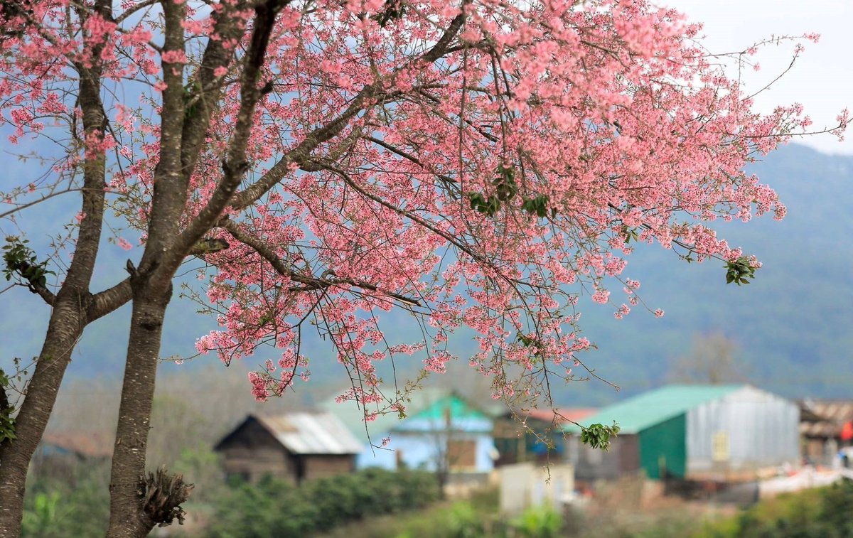 casteddu17's tweet photo. #cherryblossoms in #Vietnam https://t.co/K4Kc9wIQex