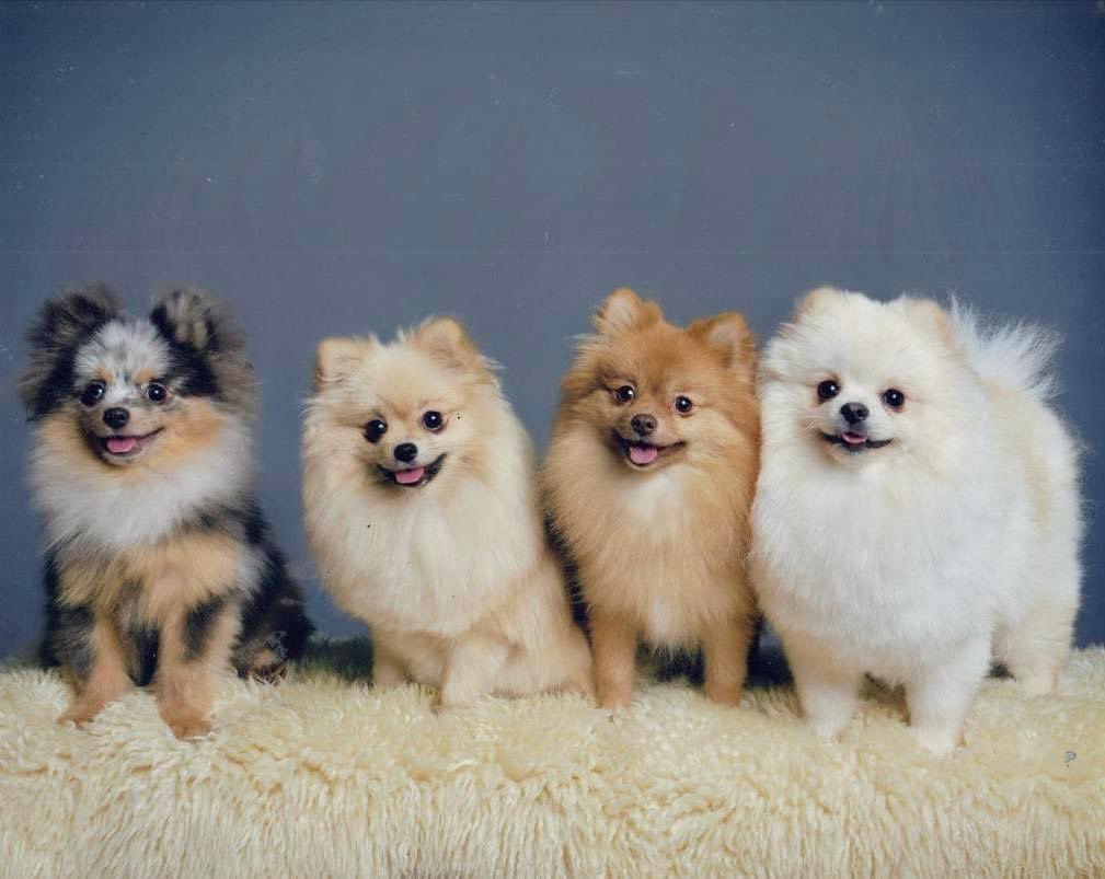 itsfoleybitch's tweet photo. Took our babies for a professional photo shoot before Christmas and have just had the pictures back… 🥹🫶🏽♥️
#pomeranian #pom https://t.co/Gc8jCNoejx