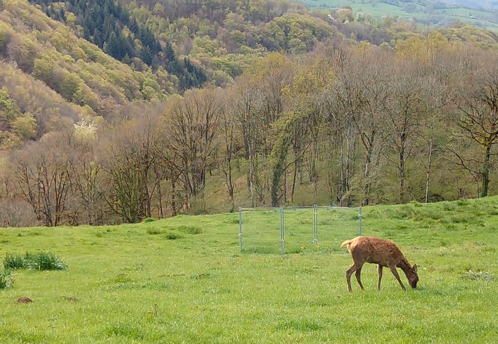👨‍💼 Offre de stage

🦌 Évaluation de la pression d'herbivorie des cervidés sur les prairies

📋 Voir l'offre ➡️ parc-naturel-aubrac.fr/le-parc/offres…
