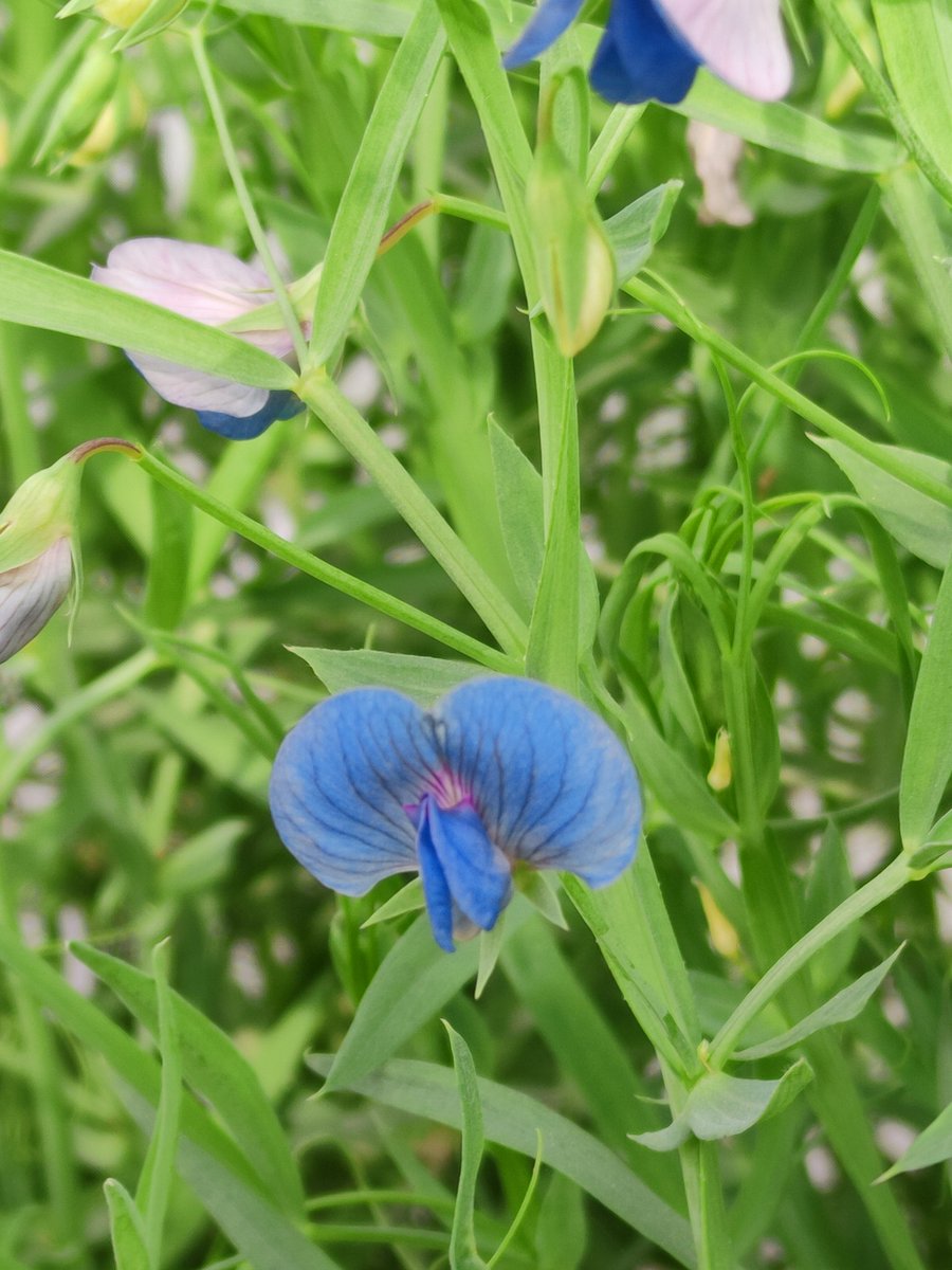 Ramya KR/Gokila Devi (@ramyaramasamy18) on Twitter photo Hey peeps 😁, have a look at our recent publication 🍃"A modified DNA isolation protocol for high-quality DNA and long-term storability in grasspea (Lathyrus sativus L.)" Thanks to <a href="/rakesh13783048/">Rakesh Singh</a> <a href="/KuldeepPGR/">Kuldeep Tripathi</a>
andother advisory members
#climatesmart crop
researchgate.net/publication/37… Hey peeps 😁, have a look at our recent publication 🍃"A modified DNA isolation protocol for high-quality DNA and long-term storability in grasspea (Lathyrus sativus L.)" Thanks to <a href="/rakesh13783048/">Rakesh Singh</a> <a href="/KuldeepPGR/">Kuldeep Tripathi</a>
andother advisory members
#climatesmart crop
researchgate.net/publication/37…