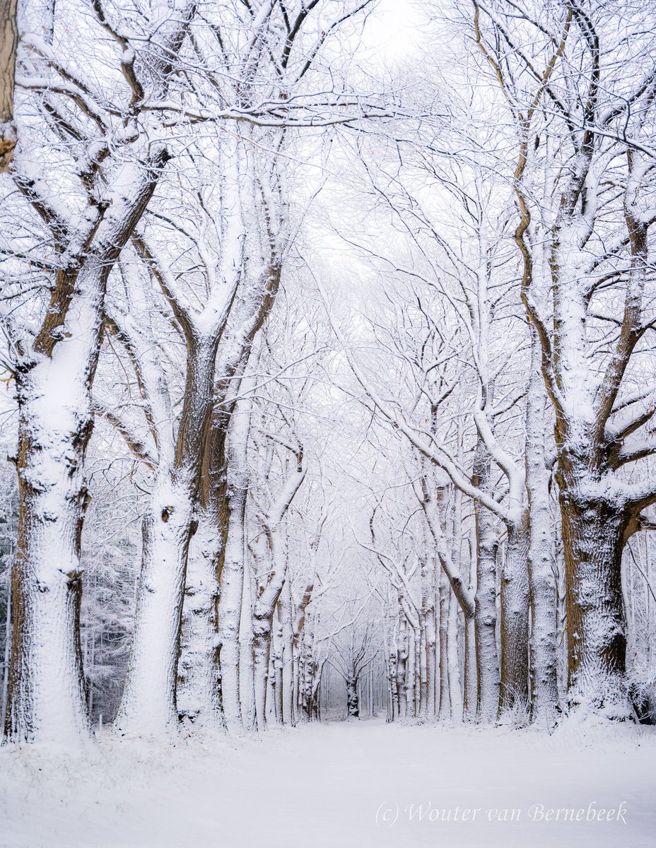 ❄️ De bossen staan er prachtig bij hier in het oosten! #Groesbeek #sneeuw #winter