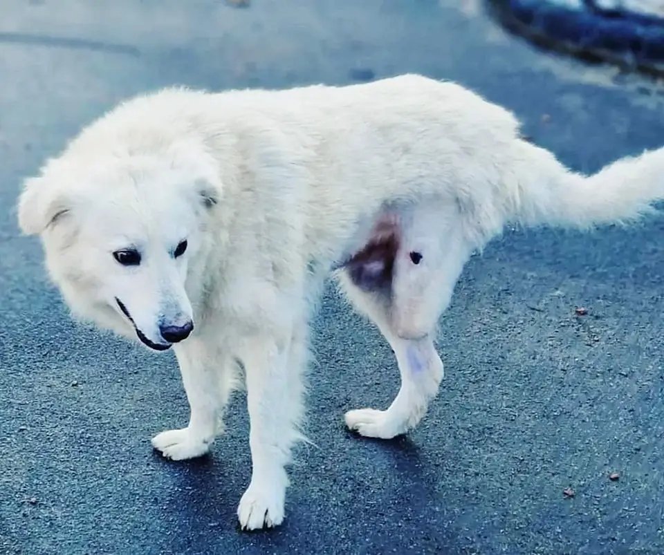 Візьміть Мішеньку в родину!
Він живе у Херсоні, місто кожен день під обстрілами.Небайдужі люди зберегли життя.Нажаль лапку врятувати не вдалося 😔 
Мішка самий найдобріший собака до тварин, до людей.. вік лише два роки.
В будь яке місто готові привезти!!!
0506738957, 0668453925