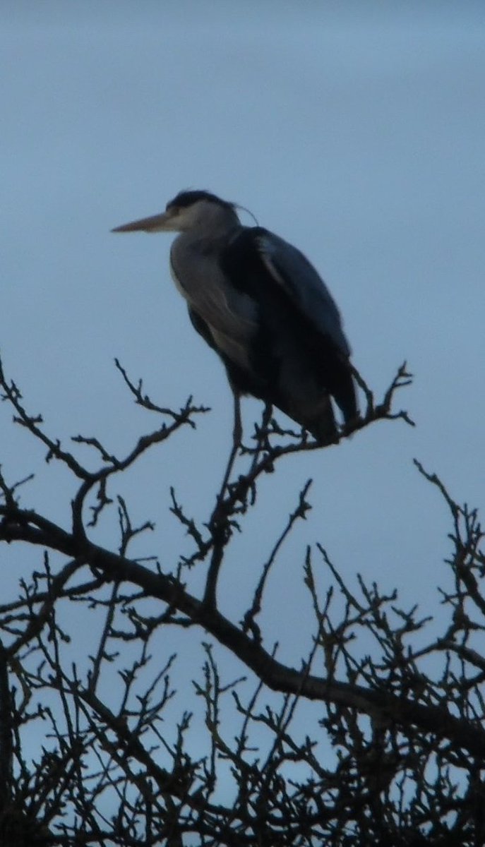 ngsgardenhook's tweet image. Looks like a grey heron not my usual garden bird. But I often see them flying over my garden   to their heronry on #HookIsland ❤️ @Natures_Voice #Lovewhereilive #eastyorkshire