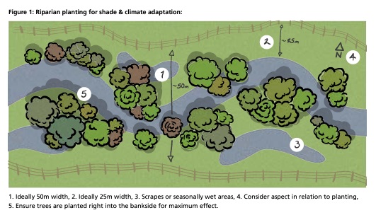 Fascinating 'Riparian woodland creation – a guide for practitioners' document from Tweed Forum available here: tweedforum.org/news/riparian-…

Stark stat: 'It is estimated that 70% of Scotland’s rivers were too warm for salmon during the summer of 2018' 

#GenerationRestoration