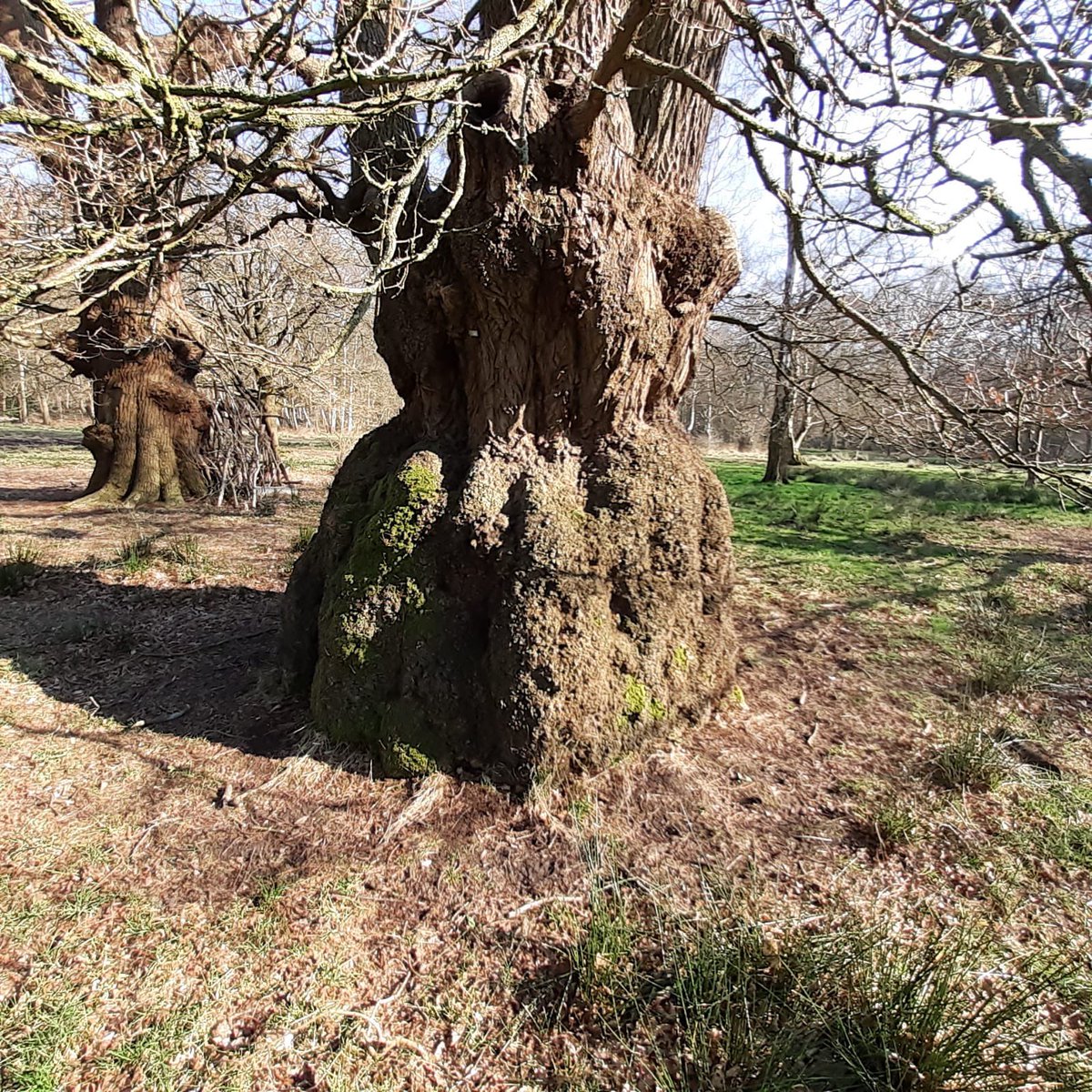 For #thicktrunktuesday an oak with a skirt.