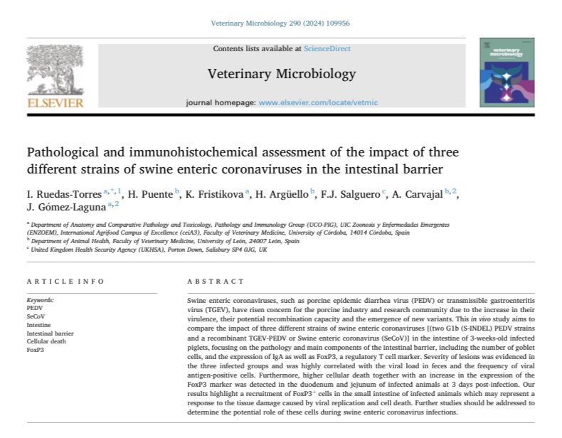 uco_pig's tweet photo. Excited to share with you this collaborative study with DIGESPORC (@FacVetLeon) about the pathological and immunohistochemical assessment of the impact of three different strains of swine enteric coronaviruses in the intestinal barrier🐖🔬
Link ➡️ https://t.co/3DAaHEzIT4 https://t.co/ETezmKnHG7