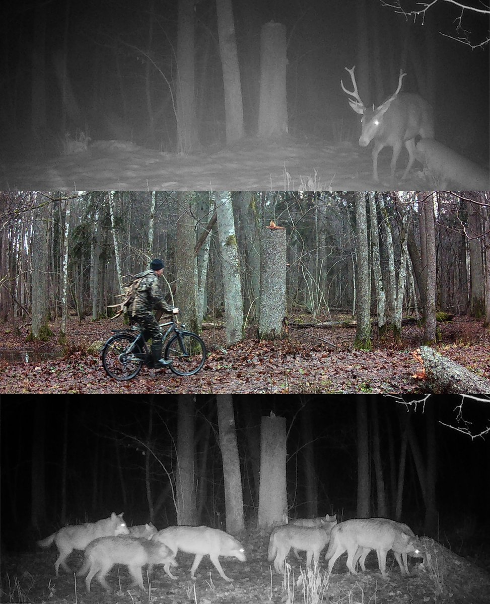 MZmihorski's tweet photo. Jeleń i jego wielbiciele - to samo miejsce, różny czas.

Jeleń jest najliczniejszym ssakiem kopytnym w Puszczy Białowieskiej, ludzie chętnie zbierają zrzucane przez jelenie poroże, a wilki zabijają jelenie, to ich główna ofiara. 
Fot: archiwum @mriBialowieza https://t.co/B3HBkqebOX
