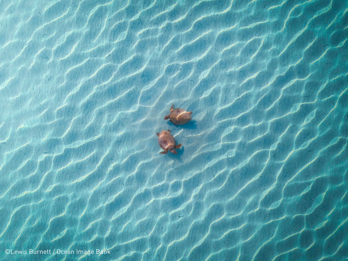 [TRAVEL GRANT] 🌊 Exciting news ❗ Our National Decade Committee for #Belgium is offering travel grants for the 2024 #OceanDecade Conference in #Barcelona (April 10-12)!🌟 Open to ECOPs from Belgium and the Global South. Apply by Jan 26, 2024. Details: ow.ly/uZwR50QkYlO