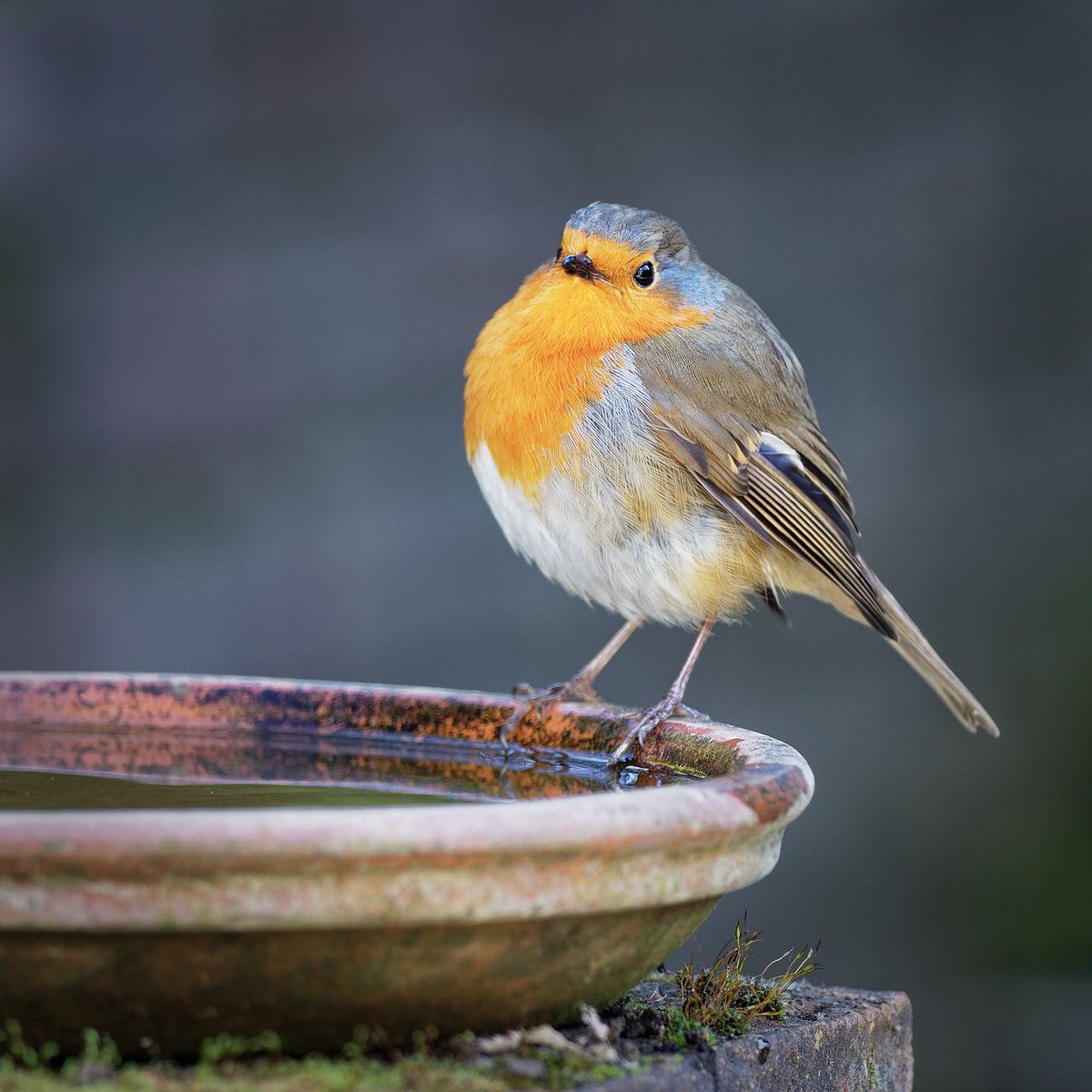 wildworkers's tweet photo. It’s dry and very cold - lots of small puddles that birds depend on to drink and bath are frozen or dry. Help out by ensuring your birdbaths are clean and full of fresh water. https://t.co/a6TzaHfSmj