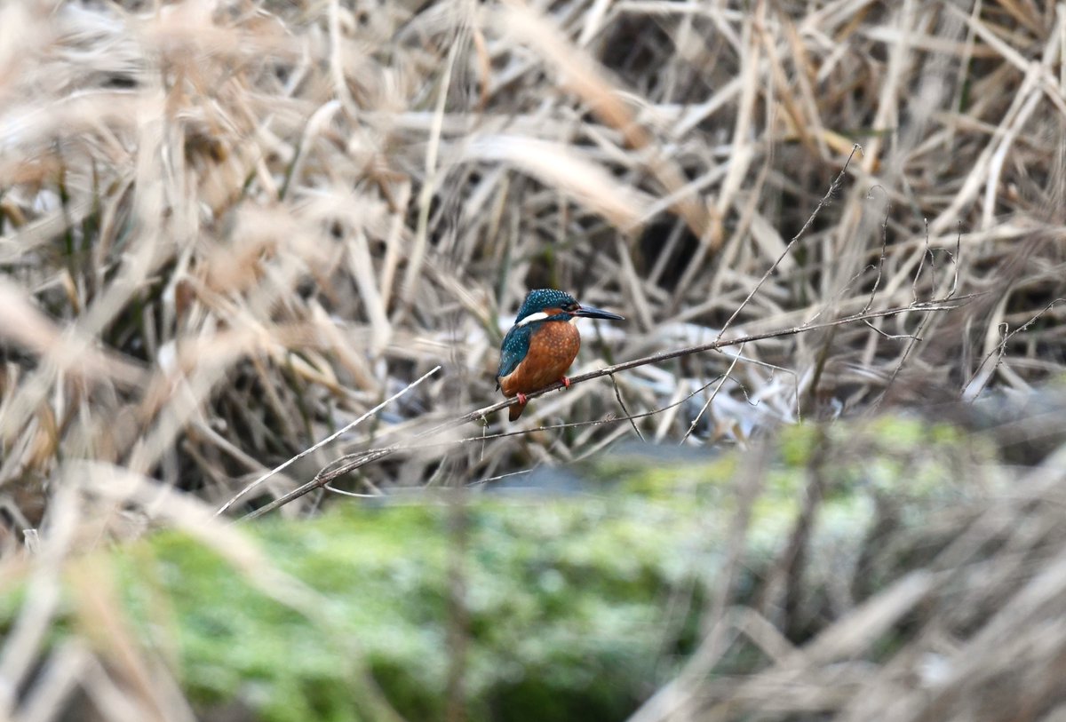 The highlight of a recent patrol at Linlithgow Loch 😀 @welovehistory