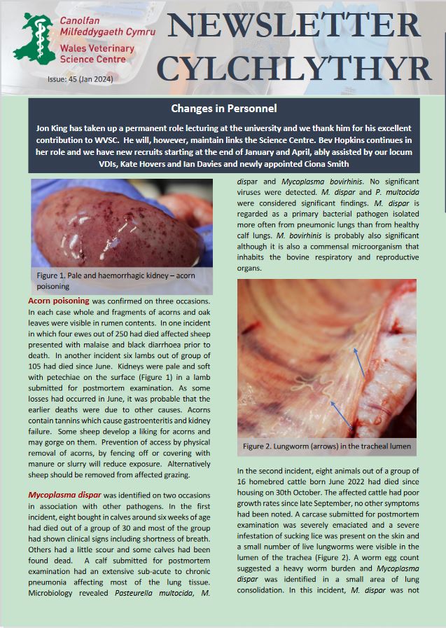 Our most recent newsletter is out now, email us for your copy! Mae ein cylchlythyr allan nawr. Ebostiwch ni am gopi.
