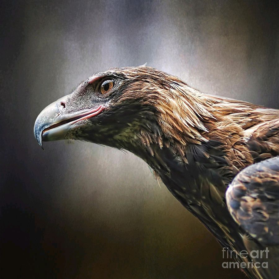 KayeMenner's tweet photo. #Wedgetailed #Eagle #Portrait #Australia By Kaye Menner #Photography Wide variety #Prints & lovely #Products at:
https://t.co/i4S79PGyjO
#Art #BuyIntoArt #AYearForArt #Artist #FineArtAmerica https://t.co/vWkCUrcnP8