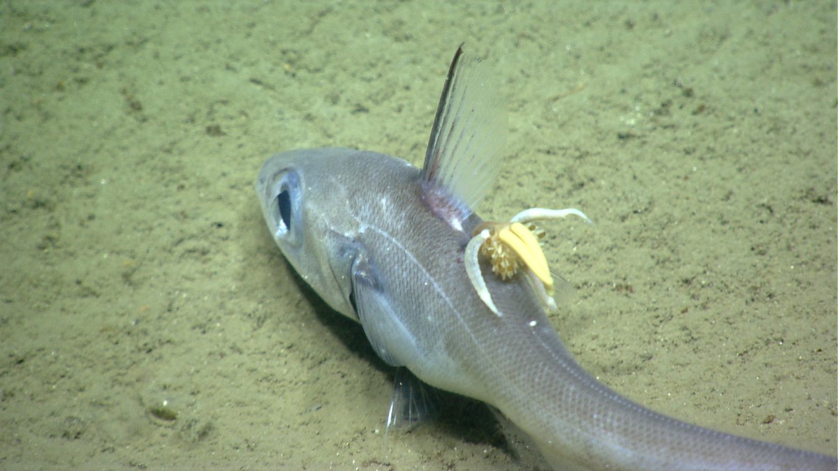 I've been looking through some old NOAA images and there's some pretty gnarly parasitology going on - this poor rattail has a huge parasitic copepod (brownish fluffy with yellow eggcases) and no fewer than three marine leeches apparently feeding on the copepod!