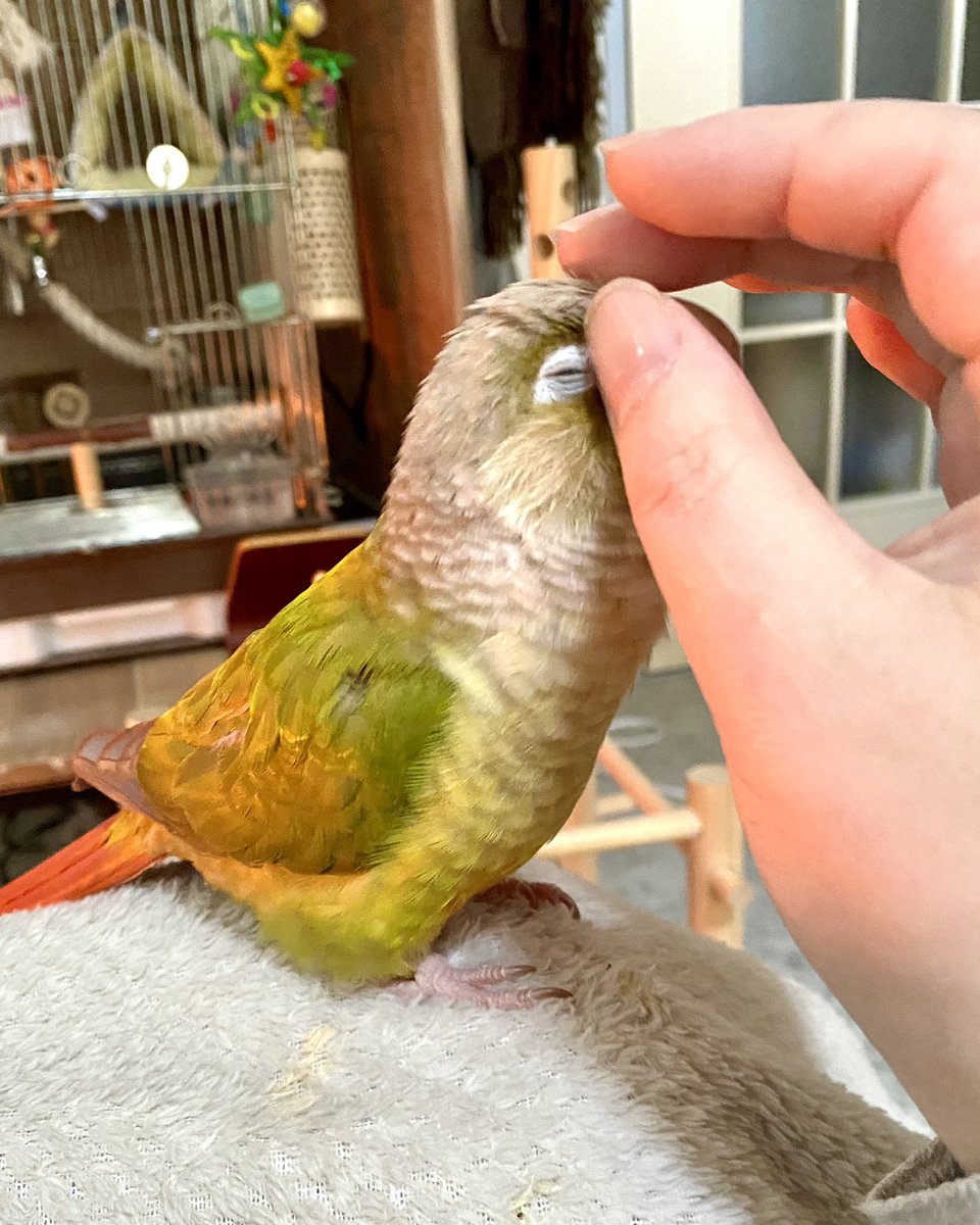 conure_kiwi's tweet photo. なでなでされちゃうキウイちゃん🥝 https://t.co/oQsWsHYyVG
