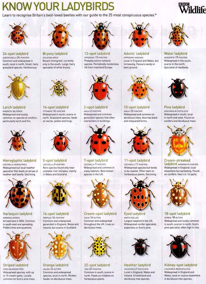 Tod@s hemos visto alguna vez una 🐞. Pero lo que quizá no sepáis es que la familia de escarabajos a la que pertenecen estos insectos (Coccinellidae) incluye más de... ¡6000 especies! En esta infografía de <a href="/savebbcwildlife/">Save BBCWildlifeFund</a> se muestran algunas de las especies más típicas de UK.