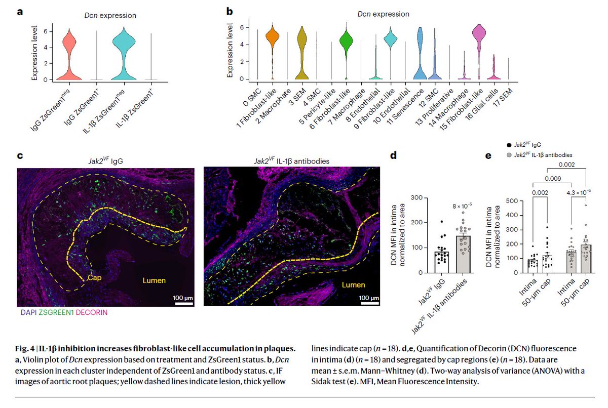 Human data suggest that people w/ TET2 CH and high CVD risk may derive particular benefit from drugs that inhibit IL-1β, though mechanisms remain unclear. New study highlights a potential role for fibroblast-like cell accumulation and plaque stabilization
nature.com/articles/s4416…