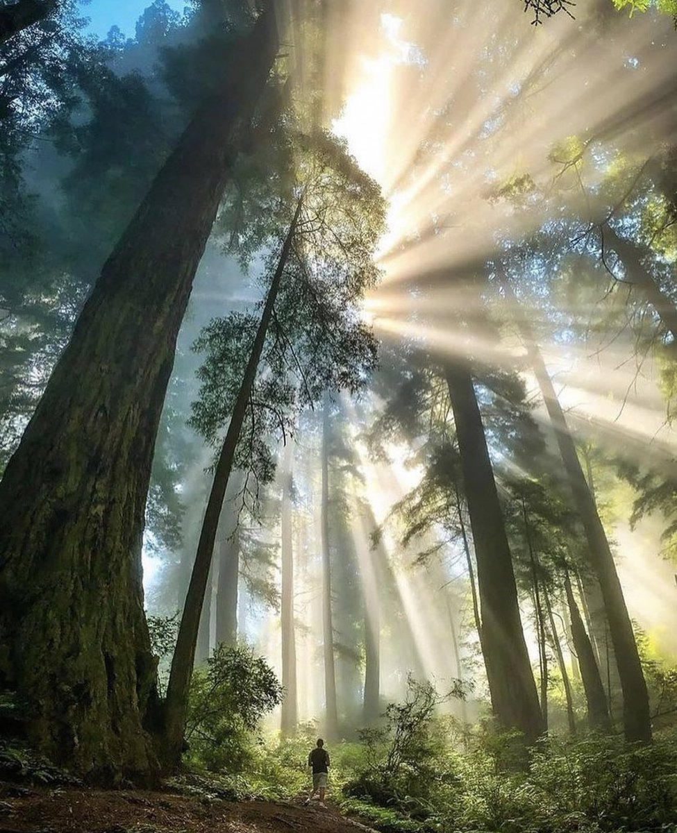 Redwoods, California