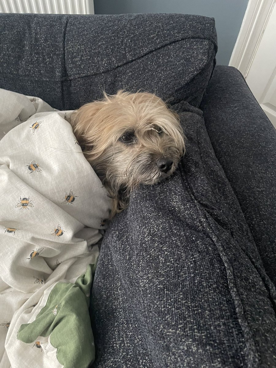 Good morning everyone. This is what I envisaged today to look like as it’s a tad cold! How wrong was I! Thanks mam! Have a great day everyone 🥰 #dogsoftwitter #dogs #TuesdayFeeling