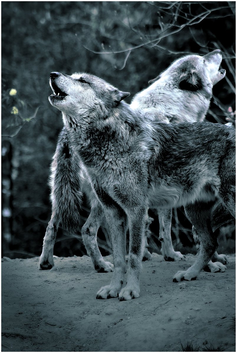 🐺🐺 Bonded for life.
#WolfLove #FaunaFriends #MysticalMates #wolfstar