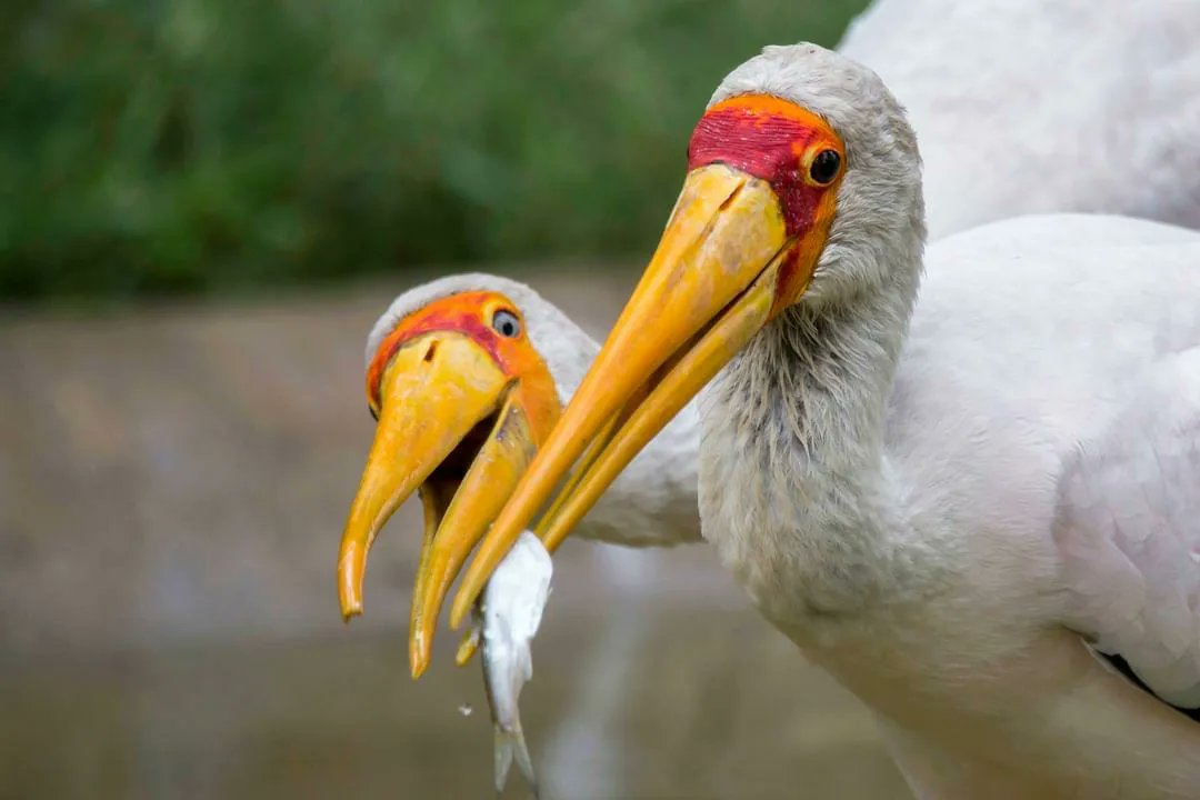 Meet the elegant Milky Stork (Mycteria cinerea). In the world of #storks, the Milky Stork stands out, and here in RER, among the 319 bird species recorded. They are assessed as #Endangered on IUCN Red List, and one of many important species in our #ecosystem at RER.

#ExploreRER