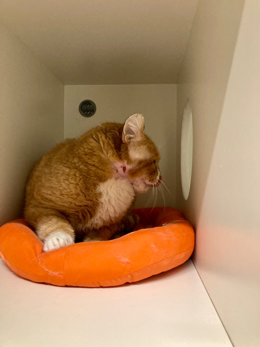 SAZ_katten's tweet photo. Zijn nek ziet er netjes uit, maar zijn vacht kan wel wat aandacht gebruiken. Hopelijk mogen we hem daar binnenkort een handje bij helpen.
Wij zijn heel benieuwd hoe het deze hunk vergaat tussen de andere katten. Wordt vervolgd!
#Generaal #update #zwerfkat #abces #knappekop https://t.co/FA4kl5FncZ
