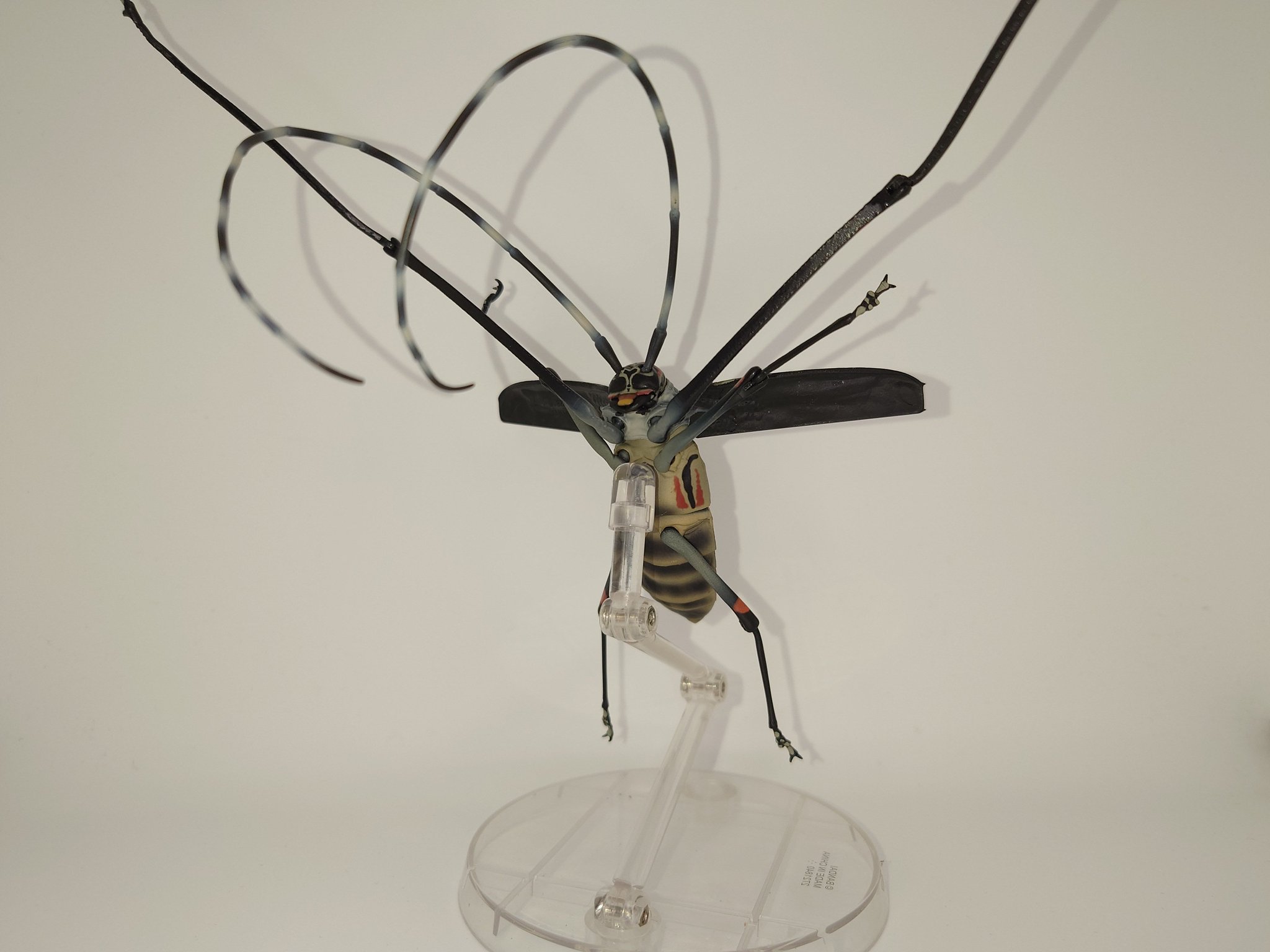 大型　テナガカミキリ　ペア テナガカミキリ [ペア] Acrocinus longimanus 〈Satipo, ペルー
