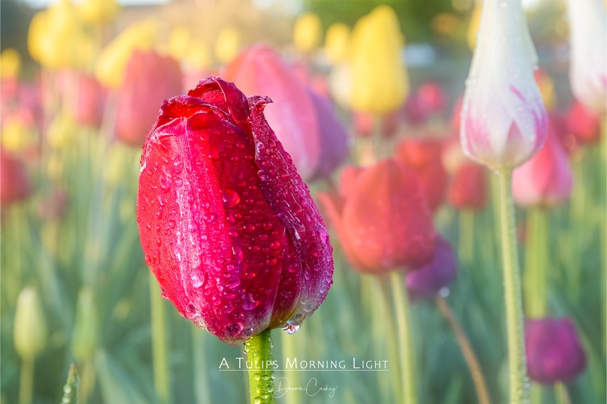 dcaskey_fineart's tweet photo. “No winter lasts forever; no spring skips its turn.” — Hal Borland
Here's a little bit of #springcolor to brighten your day. Did you know that you can get my images on archival quality paper, framed or unframed? Also canvas gallery wraps, high gloss metal prints, & acrylic. https://t.co/9Ov4ub9DdQ