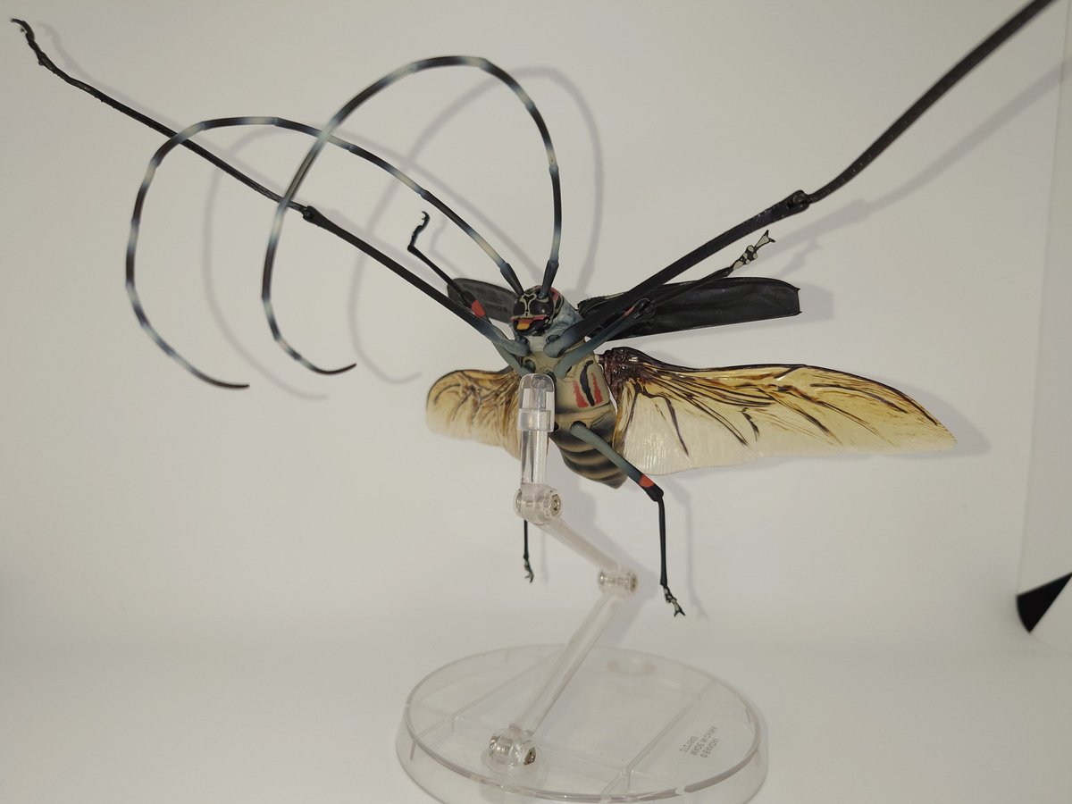 テナガカミキリ　オス単品　展足済み テナガカミキリ オス単品 展足済み テナガカミキリ オス単品 展