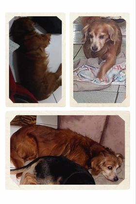 grajautem's tweet photo. meu cachorro sumiu desde de novembro já fomos em muitos lugares e não achamos pode por gentileza o nome dele é piter https://t.co/S05FwO7LgK