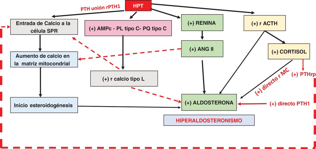 Hiperaldosteronismo e hiperparatiroidismo. Una amistad inquietante. revistanefrologia.com/es-hiperaldost…