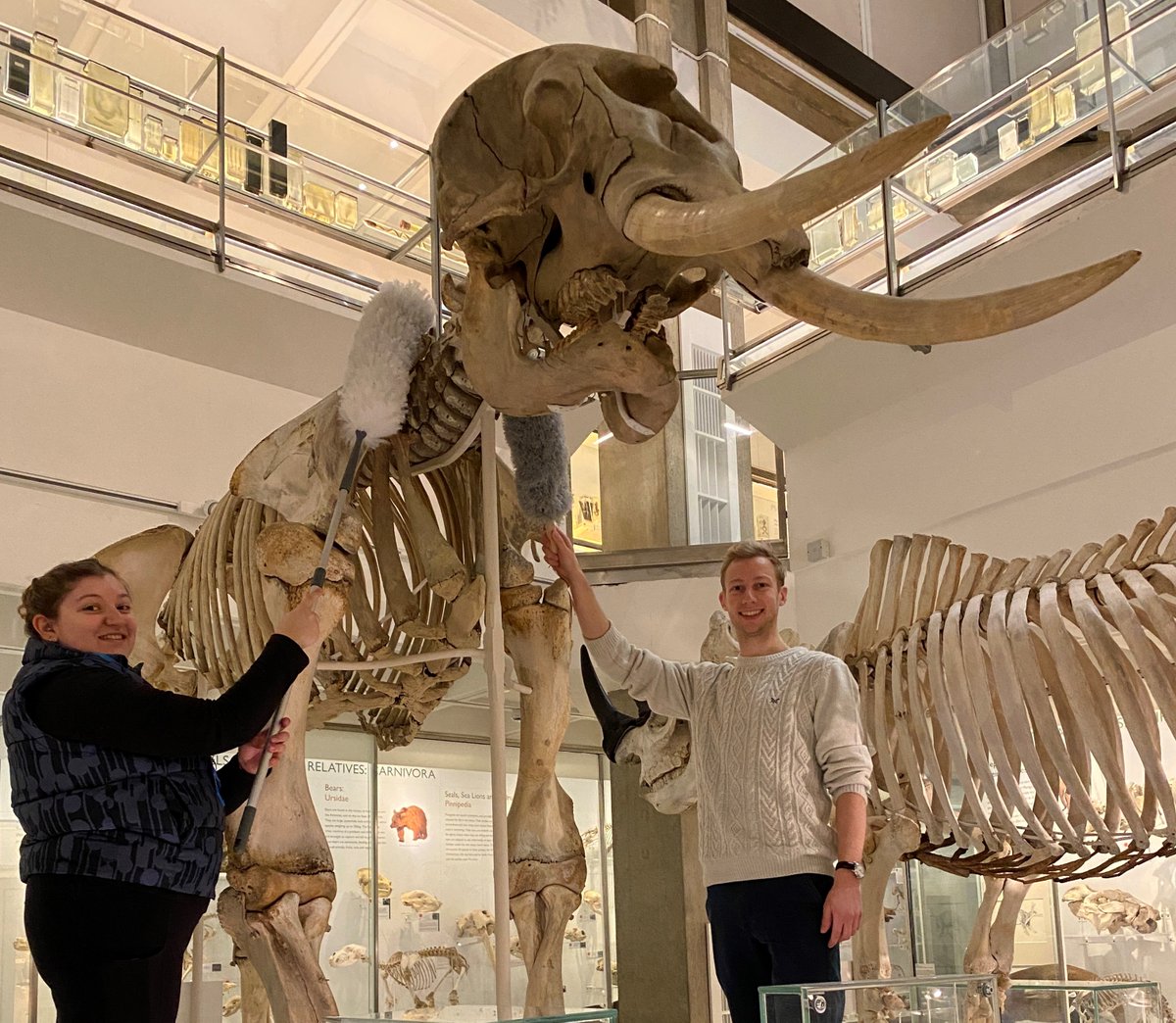 This is not your normal everyday dusting job! We're dusting the elephants this morning🐘🐘🐘 Museum closed this week, we re-open on Saturday 20 Jan. The Whale Café open as usual. @CamUnivMuseums