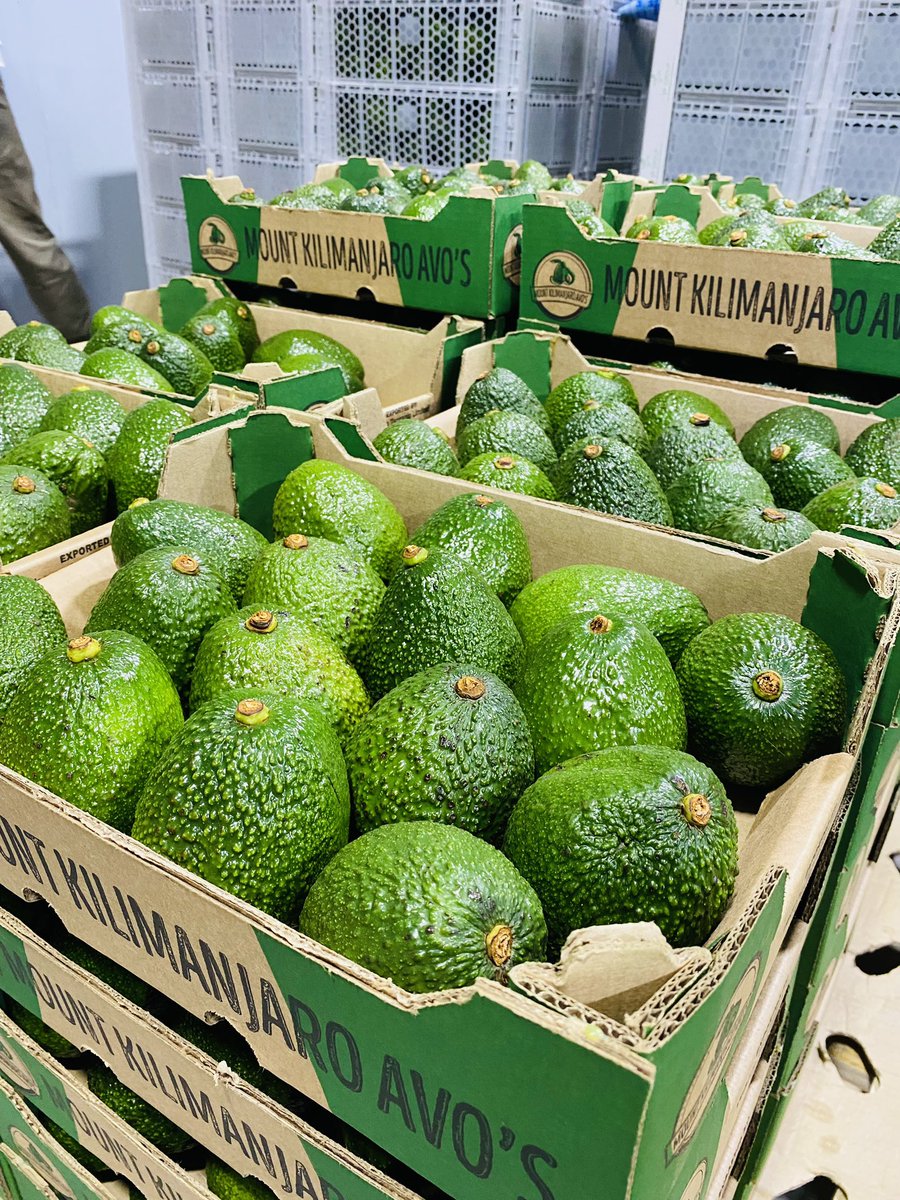 officialDrHerry's tweet photo. Avocado export market is based upon size and quality. Size 12-18 got the premium price and despite traveling for 41 days it has to arrive at the market green and firm 🥑🥑🇹🇿🇹🇿 https://t.co/5nAaqSE0Ed