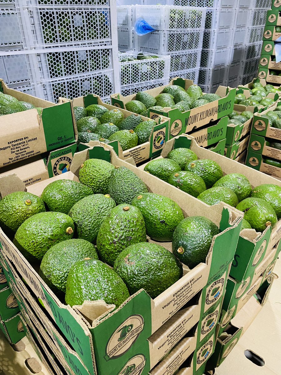 officialDrHerry's tweet photo. Avocado export market is based upon size and quality. Size 12-18 got the premium price and despite traveling for 41 days it has to arrive at the market green and firm 🥑🥑🇹🇿🇹🇿 https://t.co/5nAaqSE0Ed