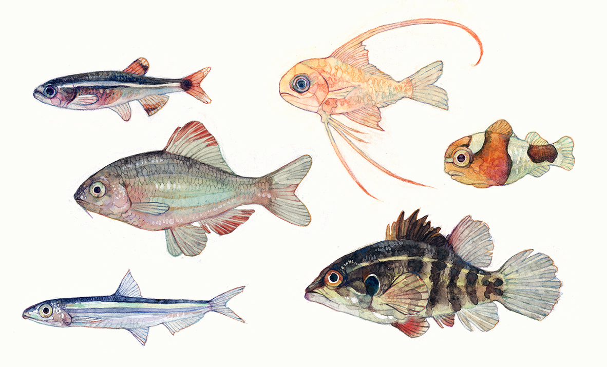 fish no humans white background simple background animal focus traditional media animal  illustration images