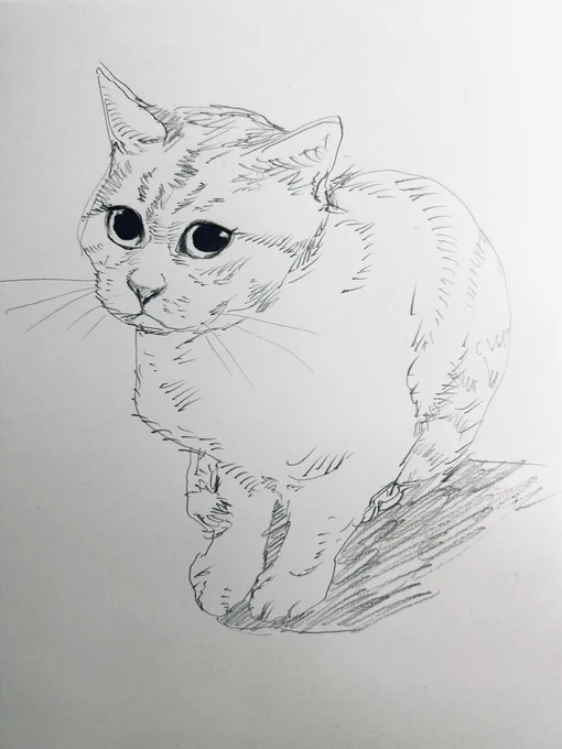 猫絵練習