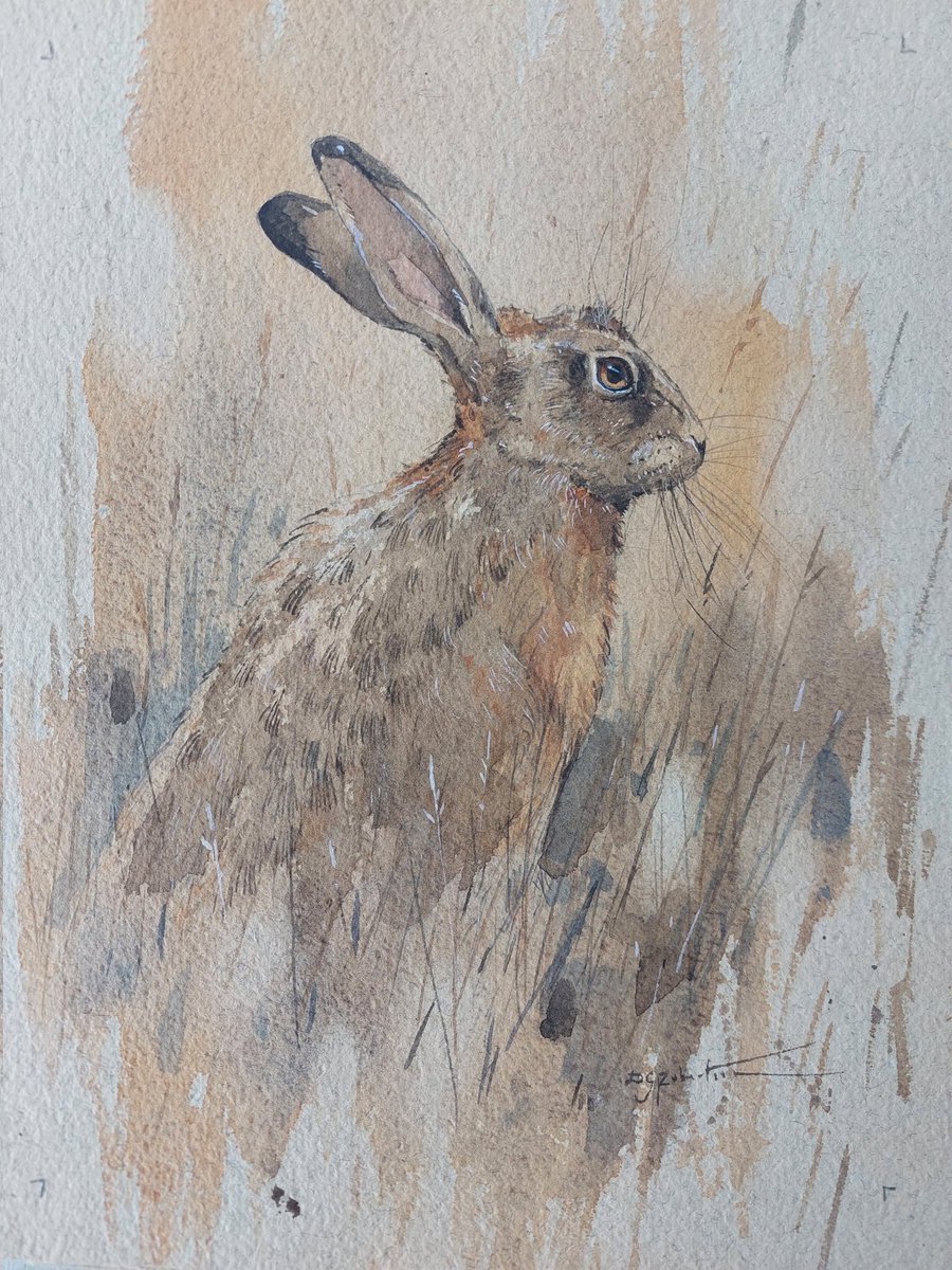 Watercolour study completed. Beautiful Cox paper by Two Rivers Paper. Young brown hare.

#artonpaper #markmaking #inspiredbynature #brownhare #hare #jackrabbit #Jack #wildlifeartist #wildlifeartwork #artcollector #creativehappylife #aquarelle #kunstwerk 
#artoftheday