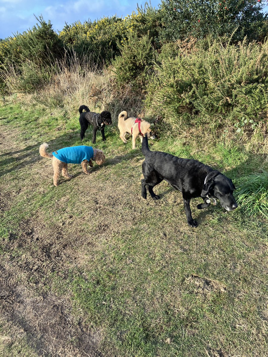 Last few spaces remaining on our free Waggy Walk around Cranbrook Country park. 10am this Thursday 18th Jan. Email woof@devonlovesdogs.co.uk with your name and phone number to book your place🐾🐶😃