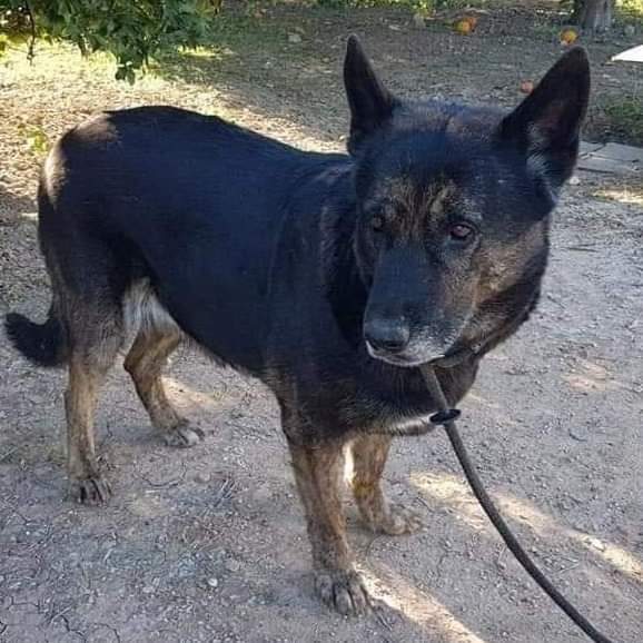 AsociacionADAT's tweet photo. #ADOPCIÓN. #VALENCIA.

TELMA, hembra de unos 5 años.

Muy buen carácter y cariñosa, aunque no es muy sociable con otros perros ni con gatos. Ya esterilizada.

Podrás visitarla en " El Refugio de María ".

WhatsApps: 📱662 68 17 99/ 653 44 09 14 https://t.co/iJ7zkCuRQY