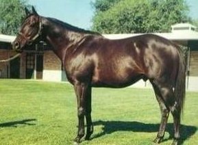 HORSERACING1002's tweet photo. NEVER BEND 🇺🇸1960
(NARSULLAH - LALUN BY DJEDDAH)
#NeverBend At @spendthriftfarm https://t.co/dTTiZNzBN2