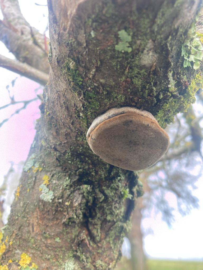 xSylla_'s tweet photo. Graou morning!

Are there any shroom expert in the #multiversx community?

Do any of you know what is this shroom and if it's possible to remove it?

@PulsarTransfer send 100 MEX to 100 reactions https://t.co/SVMFSXUWfD