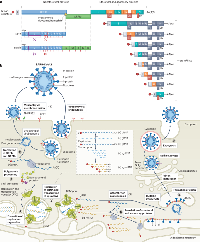 SARS-CoV-2 biology and host interactions rdcu.be/dv7g4 In this Review, @ProfVolkerThiel & colleagues summarize current knowledge of the SARS-CoV-2 intracellular life cycle and the molecular functions of viral proteins, as well as their interaction with the host cell.