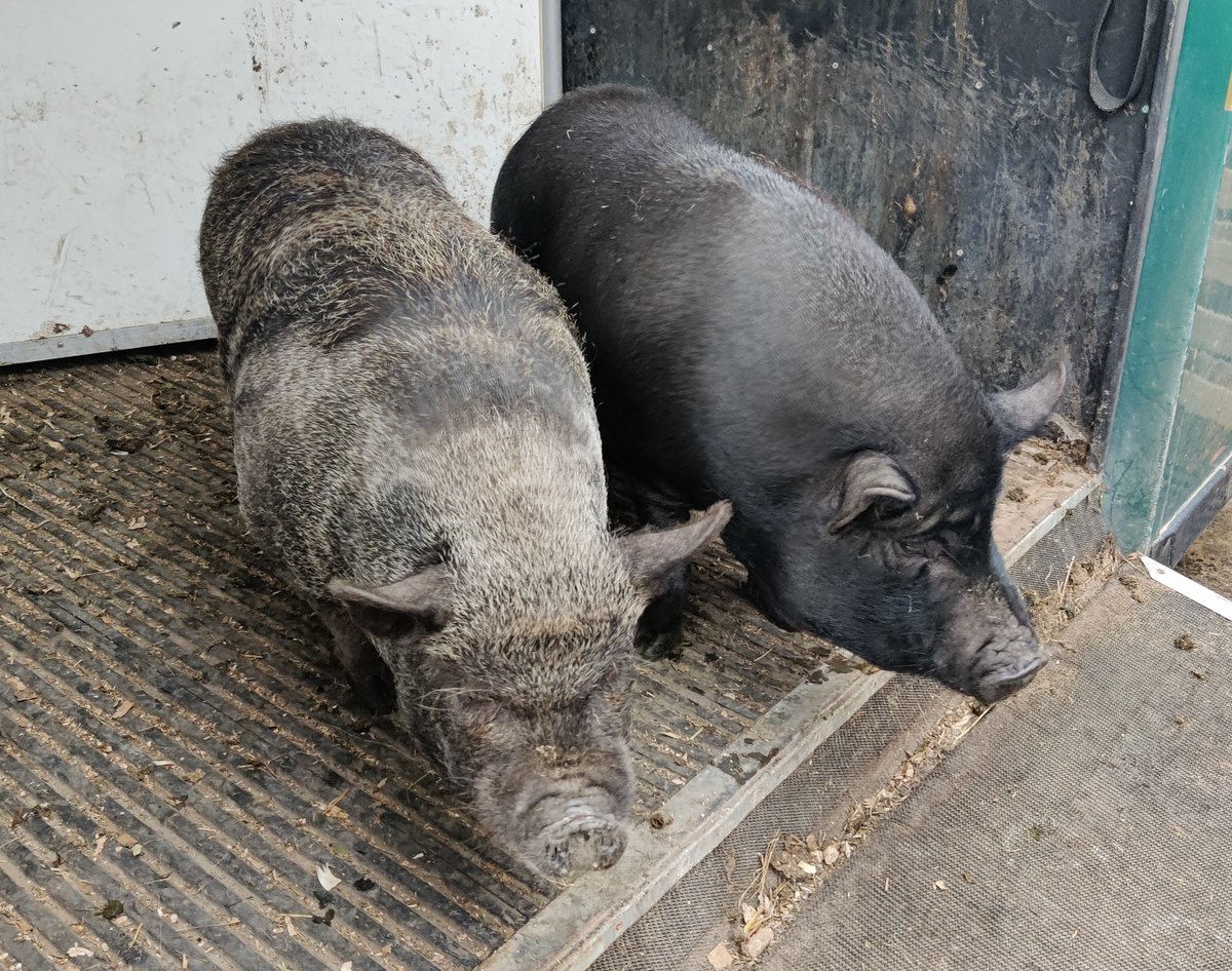 Norton College tweet media