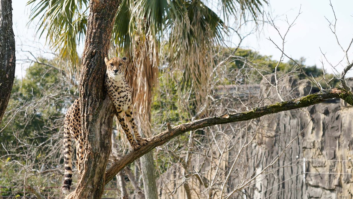 おひさしぶりです
#チーター #Cheetah