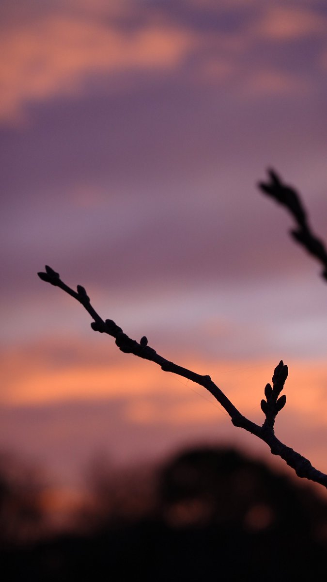 Mellows2011's tweet photo. #WinterColors
#AwaitingForSpring
#ThinkingOfYou https://t.co/VQKLrVo3jf
