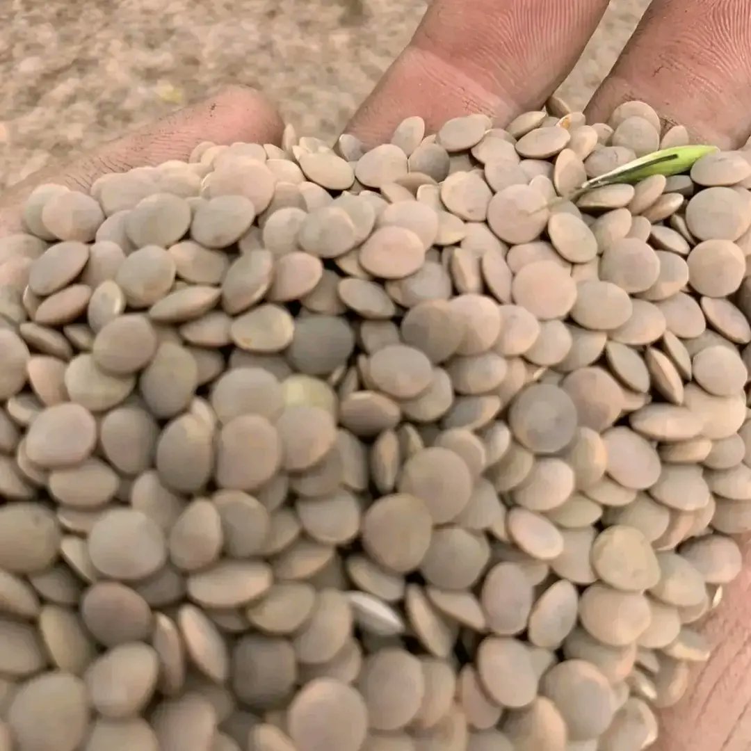 pakcommodities1's tweet image. Australian red #lentil nipper 735$ and Canadian crimson 790$ CFR Karachi port