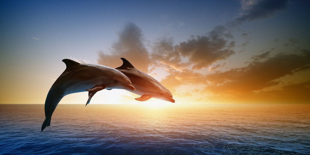 TBOHAW's tweet photo. π’ What Dolphins can Teach Us about Effective Referral Programmes π¬
or How to Build a Referral Programme for Your Business and Actually Get People Excited!
https://t.co/DyjCFNDrY3
#Hertford #Ware #Herts #ReferralProgramme #BusinessGrowth #CustomerAcquisition https://t.co/TFRaQD34MX