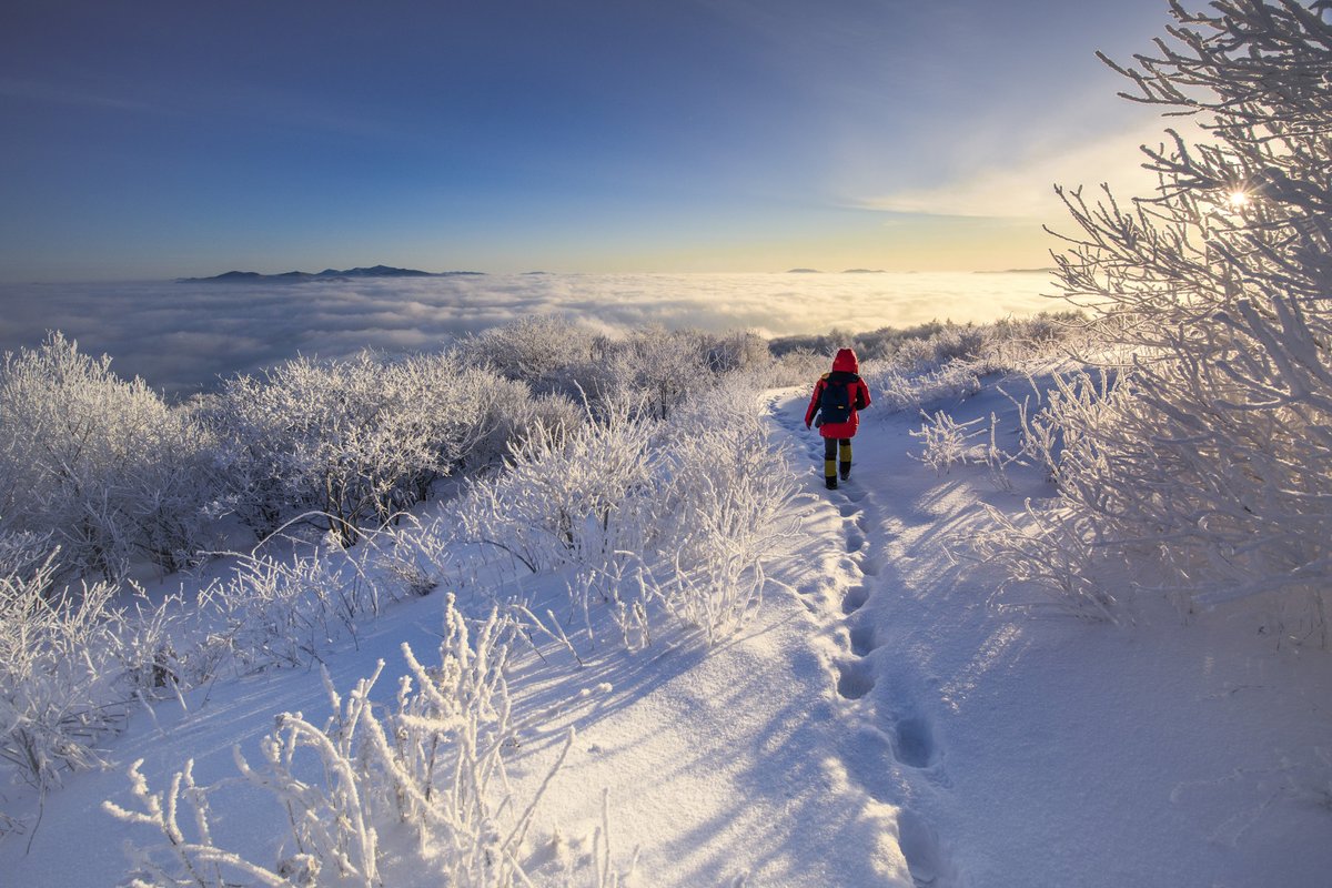 visitkorea_uk's tweet photo. Sunshine or snow, #Taebaeksan views are always worth the climb 🏔❄️😍
📍 Taebaeksan National Park, Gangwon-do
📷 KTO (Park Byeong-gap, Kim Goonam, IR Studio)
#WinterTravel #Snowscape #VisitGangwon #VisitKoreaYear2024 #ImagineYourKorea https://t.co/RiwEujBAfc
