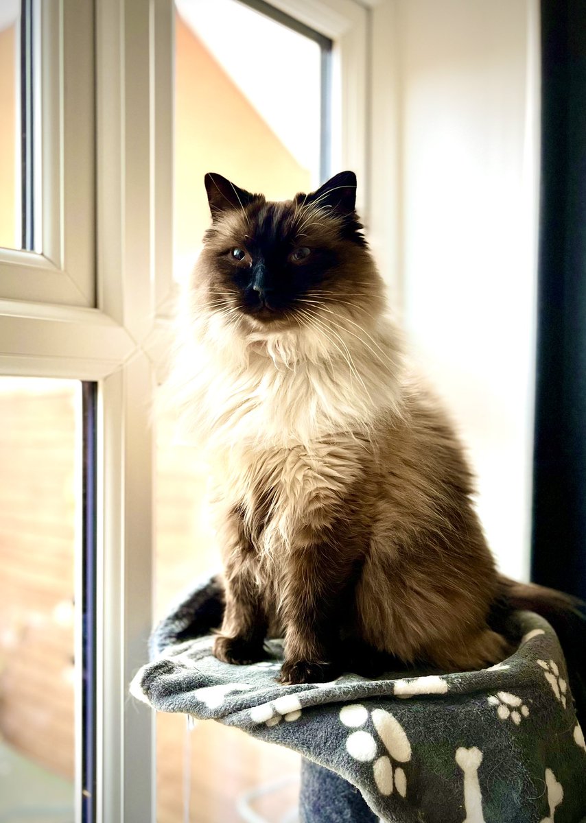 EJM1978's tweet photo. Still a cub but today he just wants to be king of the world #majestic #maverick #catnotpilot #CatsOfX #ragdoll #huge #stillgrowing #whatabeaut #blueeyedboy π»β€οΈπ»β€οΈ @CatkinsMaverick https://t.co/UH2LCscTgx