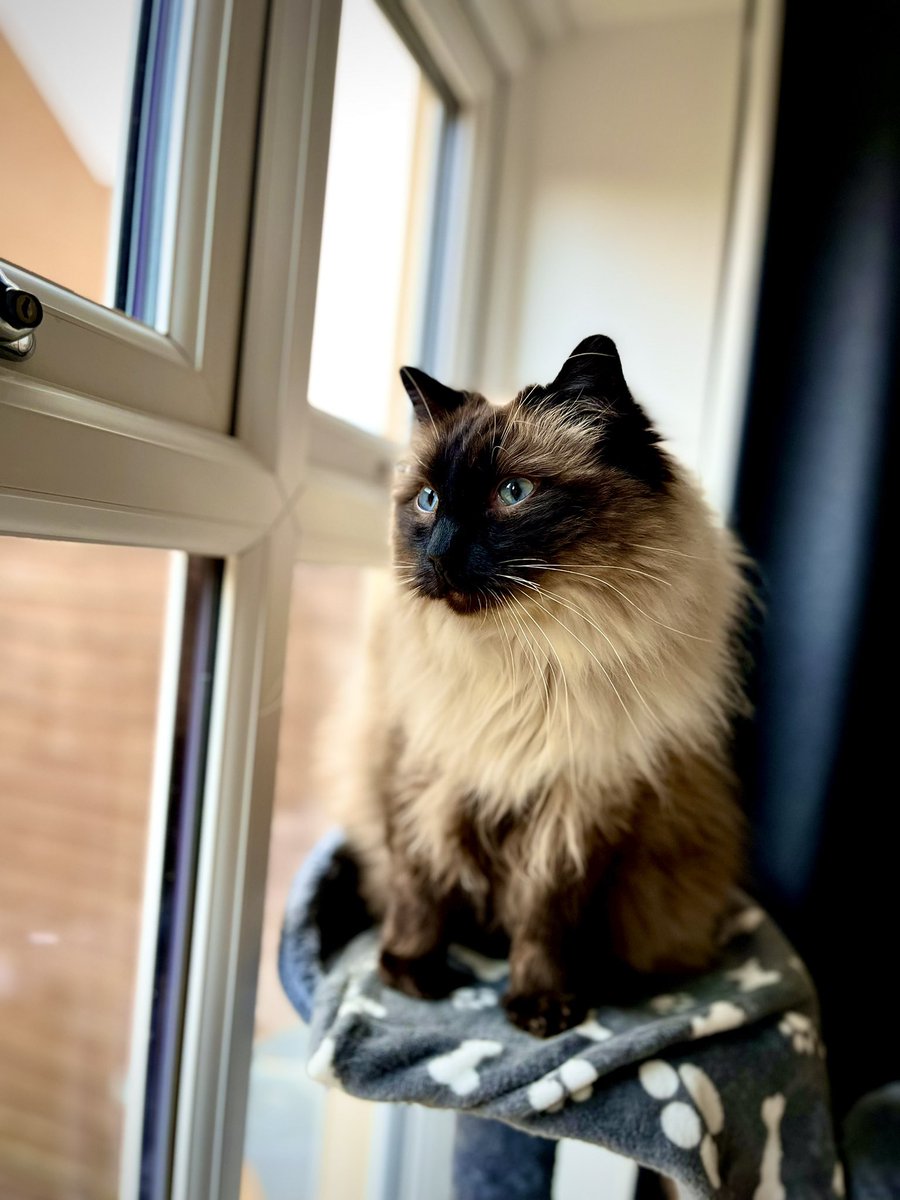 EJM1978's tweet photo. Still a cub but today he just wants to be king of the world #majestic #maverick #catnotpilot #CatsOfX #ragdoll #huge #stillgrowing #whatabeaut #blueeyedboy π»β€οΈπ»β€οΈ @CatkinsMaverick https://t.co/UH2LCscTgx